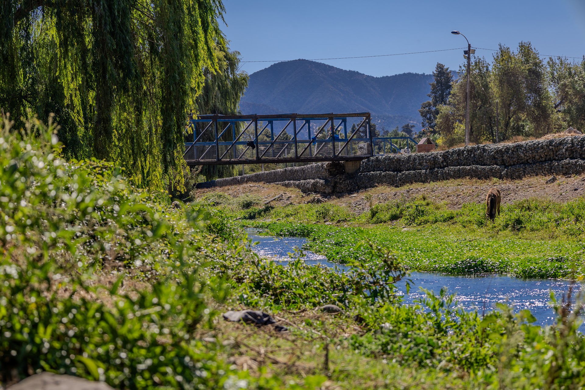 Ecosistema del Estero Troncó
