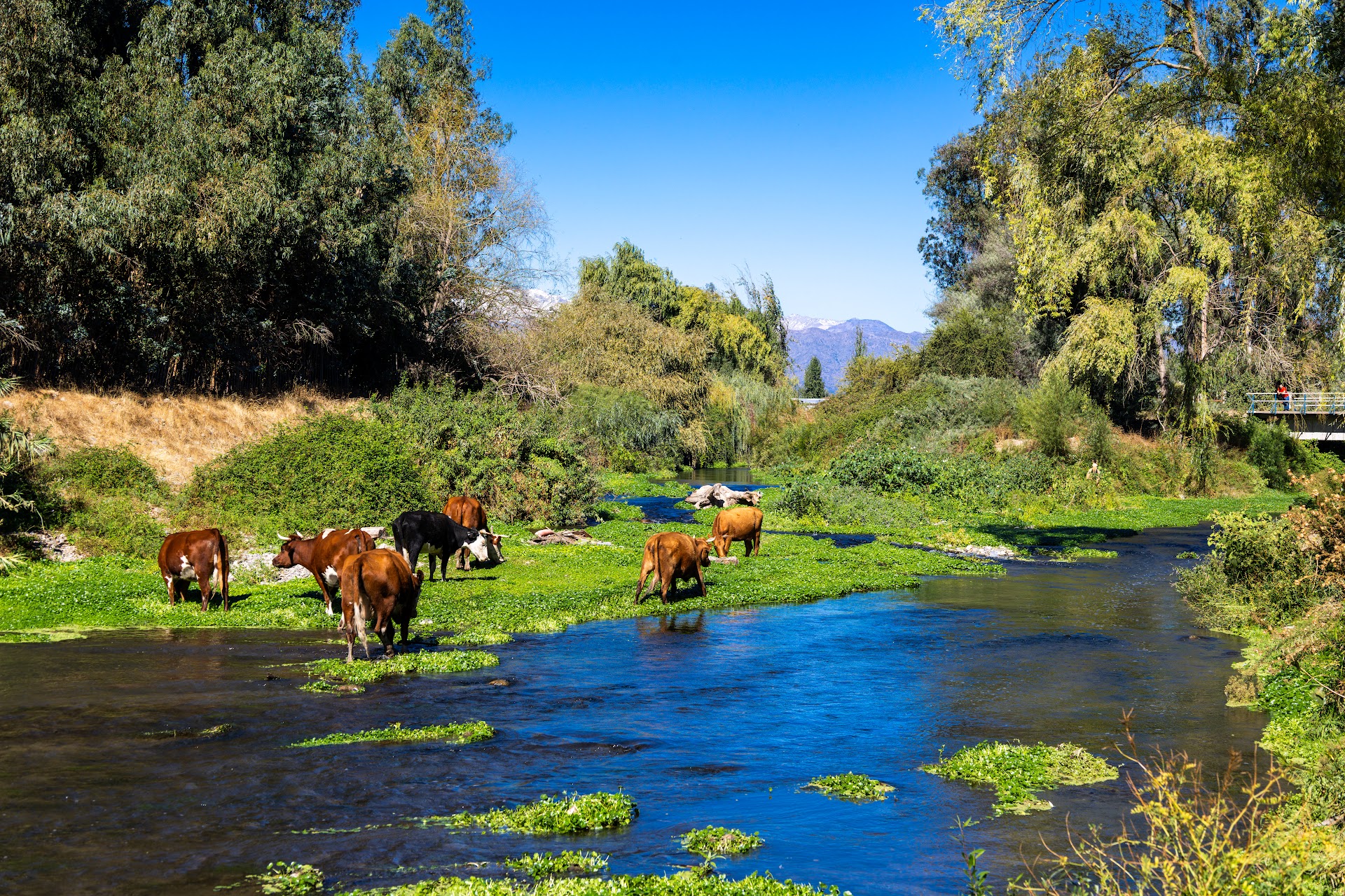 Amenazas al Estero Troncó