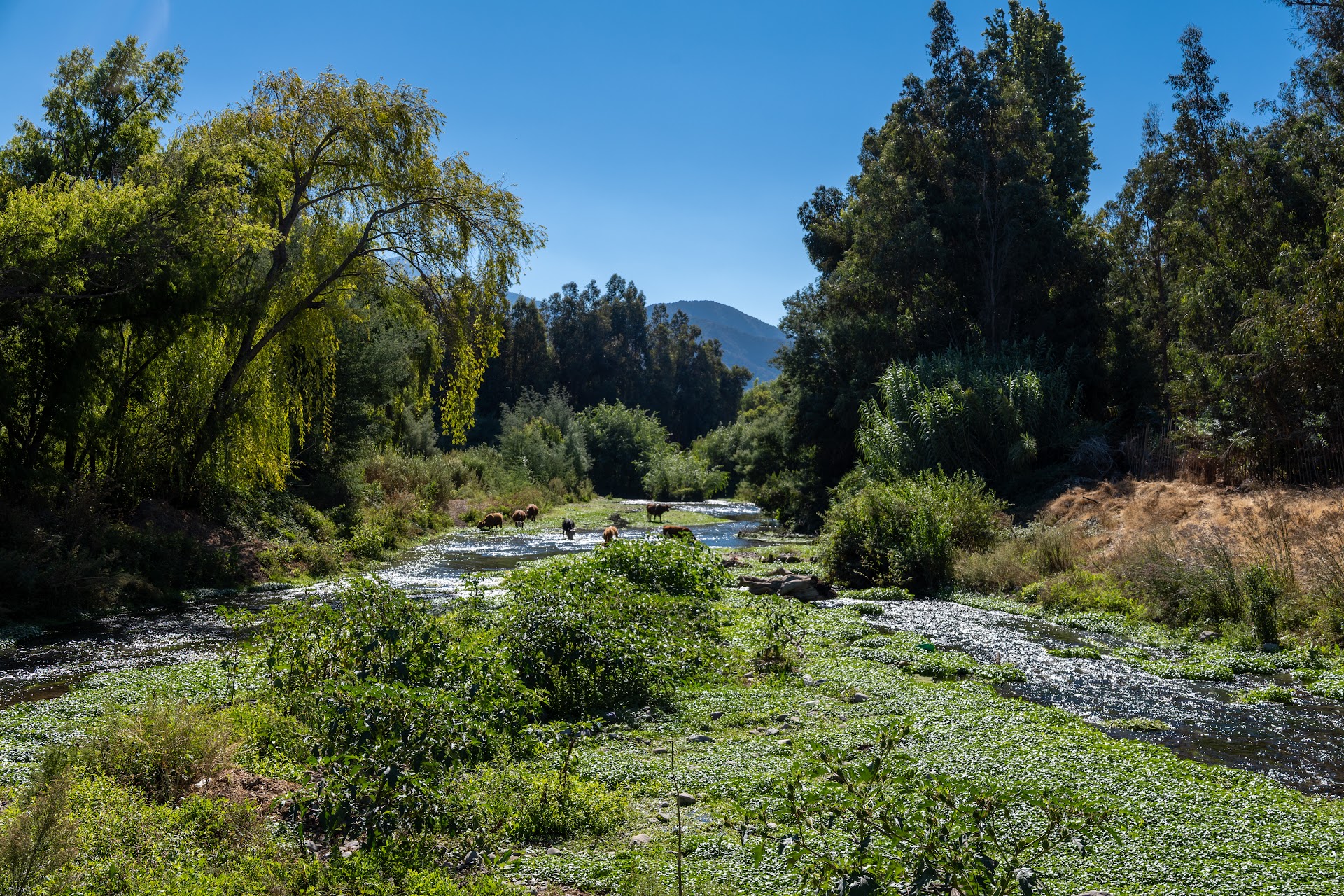 Entorno del Estero