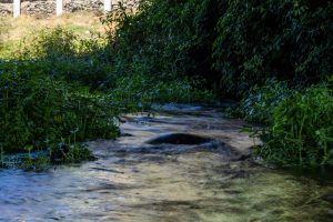 Aguas tranquilas del estero Troncó
