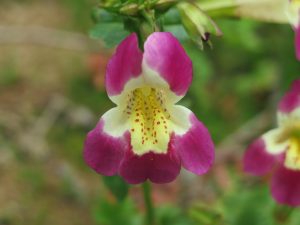 Acercamiento a flor de Berro rosado (Erythranthe lutea (L.) G.L. Nesom var. variegata (Lodd.) Hook.) Humedal El Cupío