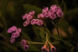 Acercamiento a flor de Brea (Tessaria absinthioides (Hook. & Arn.) DC.) Estero Troncó