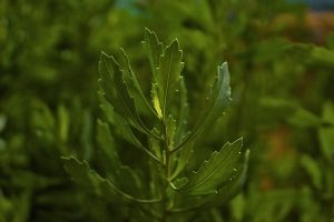 Acercamiento a hoja de Brea (Tessaria absinthioides (Hook. & Arn.) DC.) Estero Troncó