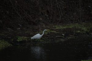 Garza grande (Ardea alba subsp. egretta Gmelin) Estero Troncó