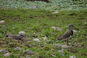 Queltehue (Vanellus chilensis (Molina, 1782)) Estero Troncó